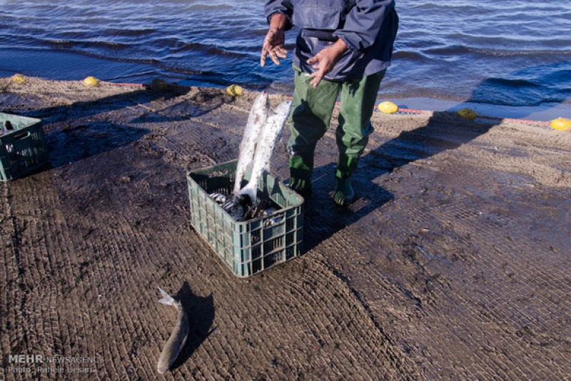 ماهیگیری در دریای خزر